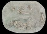 Spectacular, Crinoid Plate ( species) - Crawfordsville #92502-2